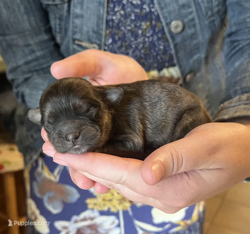 Apollo – Shichon puppy for sale in Jamestown, TN