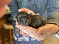 Apollo, a male Shichon for sale in Jamestown, TN – Photo 3 of 3
