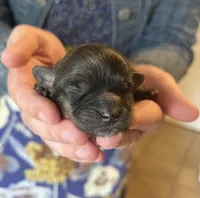 Apollo, a male Shichon for sale in Jamestown, TN – Photo 2 of 3