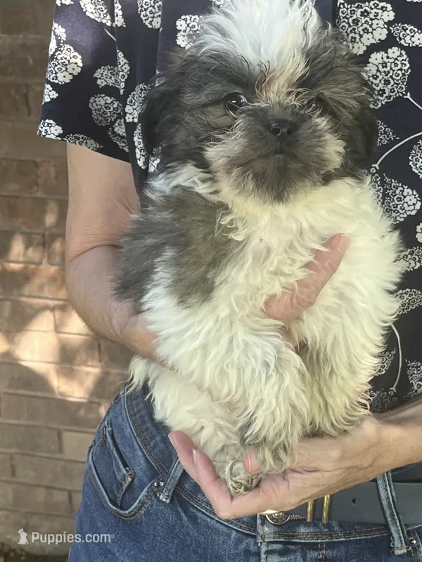Astro – Shichon puppy for sale in Jamestown, TN