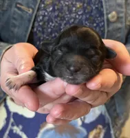 Andromeda , a female Shichon for sale in Jamestown, TN – Photo 2 of 3