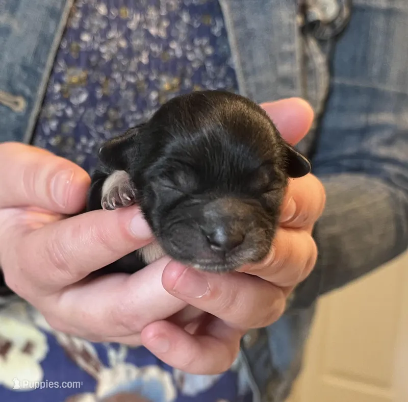 Andromeda  – Shichon puppy for sale in Jamestown, TN