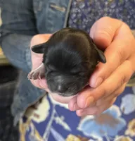 Andromeda , a female Shichon for sale in Jamestown, TN – Photo 3 of 3