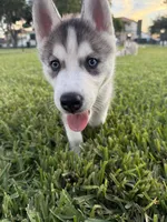 Tony, a male Siberian Husky for sale in Miami, FL – 5 of 9