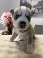 Fin, a male Siberian Husky for sale in Miami, FL – 7 of 8
