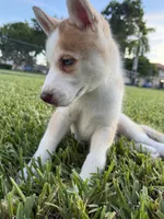 Matchu, a male Siberian Husky for sale in Miami, FL – 6 of 10