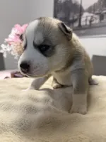 Fin, a male Siberian Husky for sale in Miami, FL – 5 of 8
