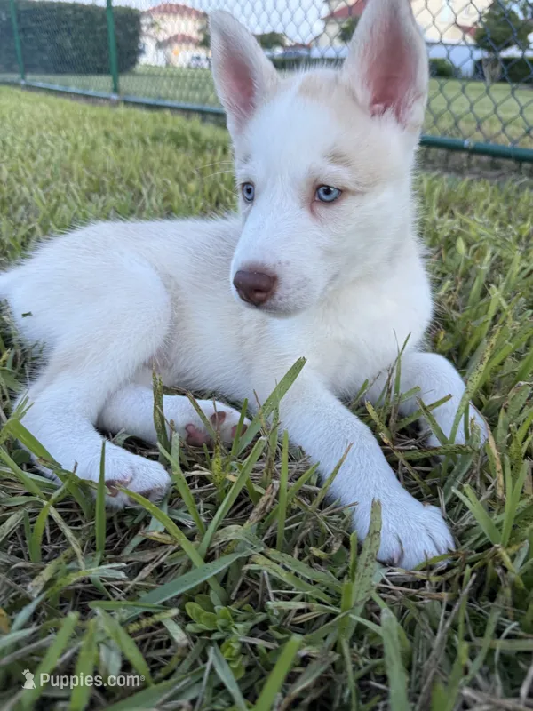 Pitchu  – Siberian Husky puppy for sale in Miami, FL
