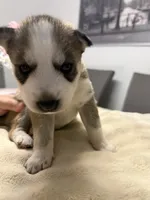 Priti, a female Siberian Husky for sale in Miami, FL – 1 of 7