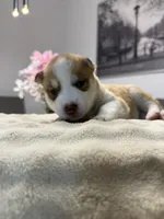 Tulip, a female Siberian Husky for sale in Miami, FL – 2 of 6