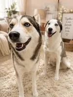 Finn, a male Siberian Husky for sale in Miami, FL – 9 of 10