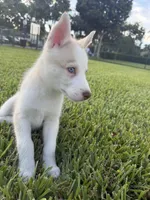 Pitchu , a male Siberian Husky for sale in Miami, FL – 4 of 9