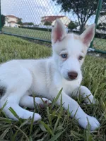 Pitchu , a male Siberian Husky for sale in Miami, FL – 2 of 9