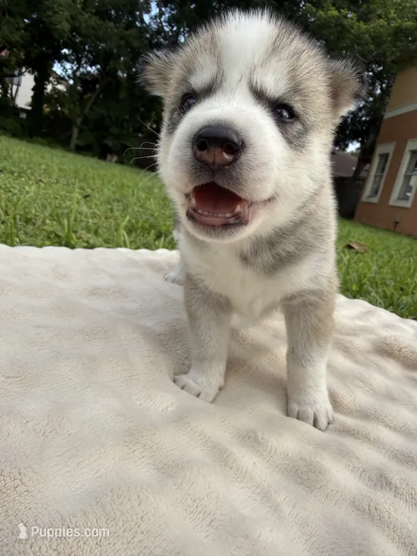 Fin – Siberian Husky puppy for sale in Miami, FL