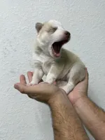 Pitchu , a male Siberian Husky for sale in Miami, FL – 2 of 7