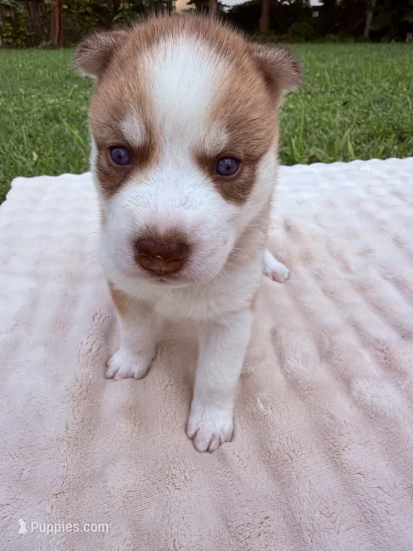Tulip – Siberian Husky puppy for sale in Miami, FL