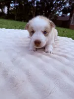 Pitchu , a male Siberian Husky for sale in Miami, FL – 9 of 9
