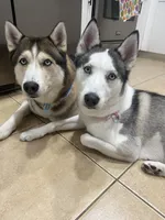 Finn, a male Siberian Husky for sale in Miami, FL – 10 of 10