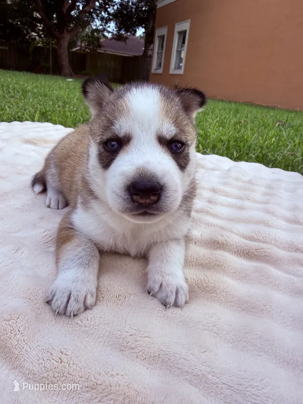 Priti – Siberian Husky puppy for sale in Miami, FL