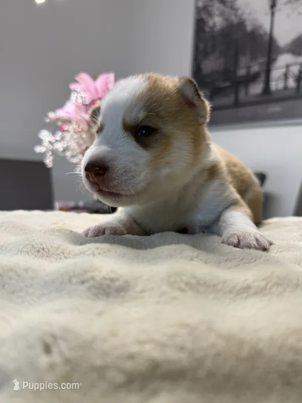 Matchu – Siberian Husky puppy for sale in Miami, FL