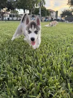 Tony, a male Siberian Husky for sale in Miami, FL – 3 of 9