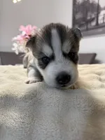 Tony, a male Siberian Husky for sale in Miami, FL – 1 of 6
