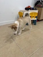 Machu, a male Siberian Husky for sale in Miami, FL – 6 of 10