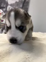 Tony, a male Siberian Husky for sale in Miami, FL – 3 of 6