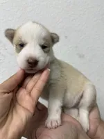Pitchu , a male Siberian Husky for sale in Miami, FL – 5 of 7