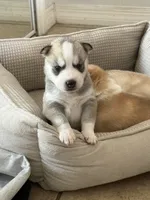 Tony, a male Siberian Husky for sale in Miami, FL – 9 of 9