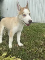 Machu, a male Siberian Husky for sale in Miami, FL – 7 of 10