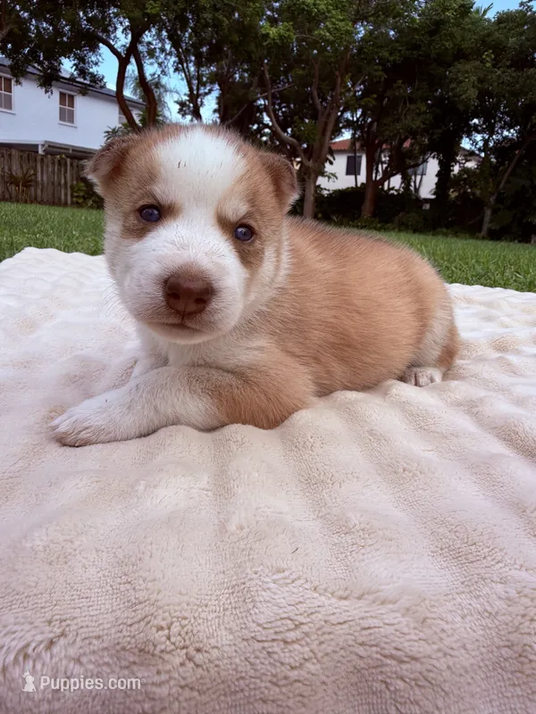 Matchu – Siberian Husky puppy for sale in Miami, FL