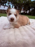 Matchu, a male Siberian Husky for sale in Miami, FL – 9 of 10