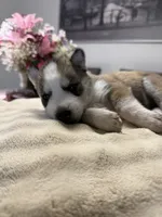Priti, a female Siberian Husky for sale in Miami, FL – 5 of 7