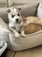 Finn, a male Siberian Husky for sale in Miami, FL – 7 of 10