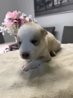 Pitchu , a male Siberian Husky for sale in Miami, FL – 3 of 7
