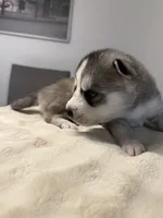 Tony, a male Siberian Husky for sale in Miami, FL – 5 of 6