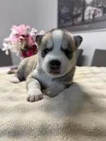 Fin, a male Siberian Husky for sale in Miami, FL – 3 of 8