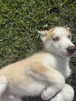 Machu, a male Siberian Husky for sale in Miami, FL – 8 of 10