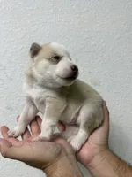 Pitchu , a male Siberian Husky for sale in Miami, FL – 6 of 7