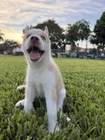 Matchu, a male Siberian Husky for sale in Miami, FL – 2 of 10