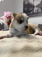Tulip, a female Siberian Husky for sale in Miami, FL – 3 of 6