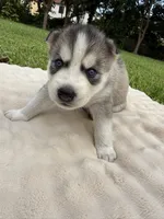 Tony, a male Siberian Husky for sale in Miami, FL – 7 of 9