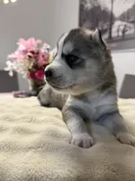 Tony, a male Siberian Husky for sale in Miami, FL – 2 of 6