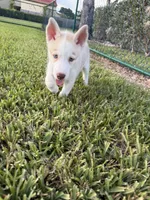 Pitchu , a male Siberian Husky for sale in Miami, FL – 5 of 9