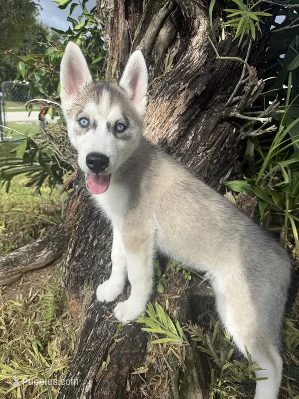 Finn – Siberian Husky puppy for sale in Miami, FL