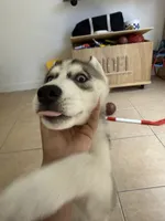 Finn, a male Siberian Husky for sale in Miami, FL – 6 of 10