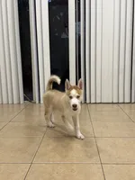Machu, a male Siberian Husky for sale in Miami, FL – 5 of 10