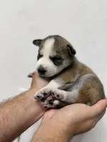 Priti, a female Siberian Husky for sale in Miami, FL – 6 of 7