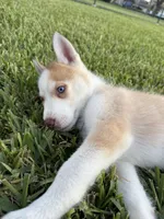 Matchu, a male Siberian Husky for sale in Miami, FL – 8 of 10